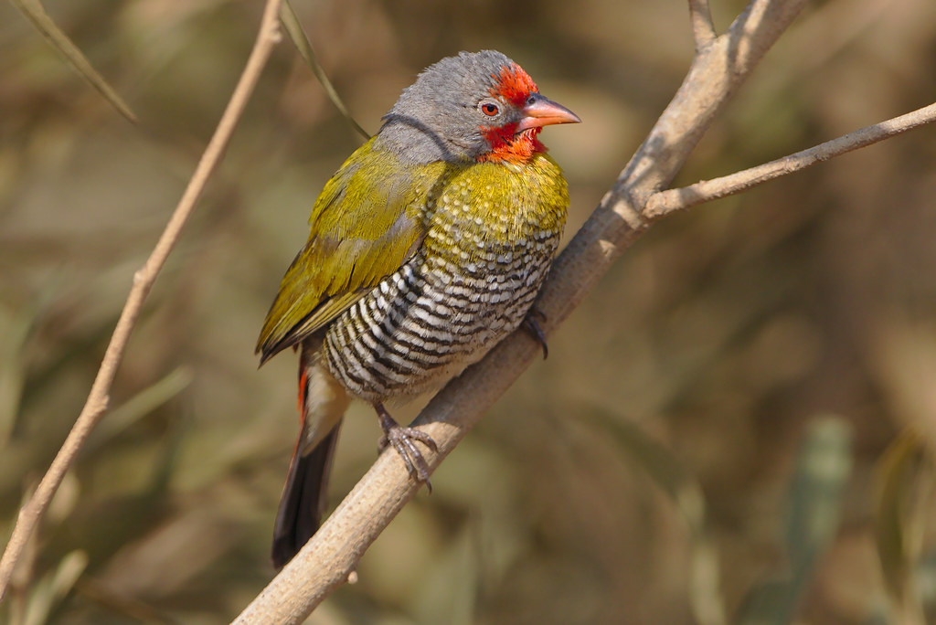 Discover the Vibrant and ⁣Exquisite Beauty of Greenwinged Pytilia Splendid⁢ Plumage⁤ in Masai Mara⁤ National Park