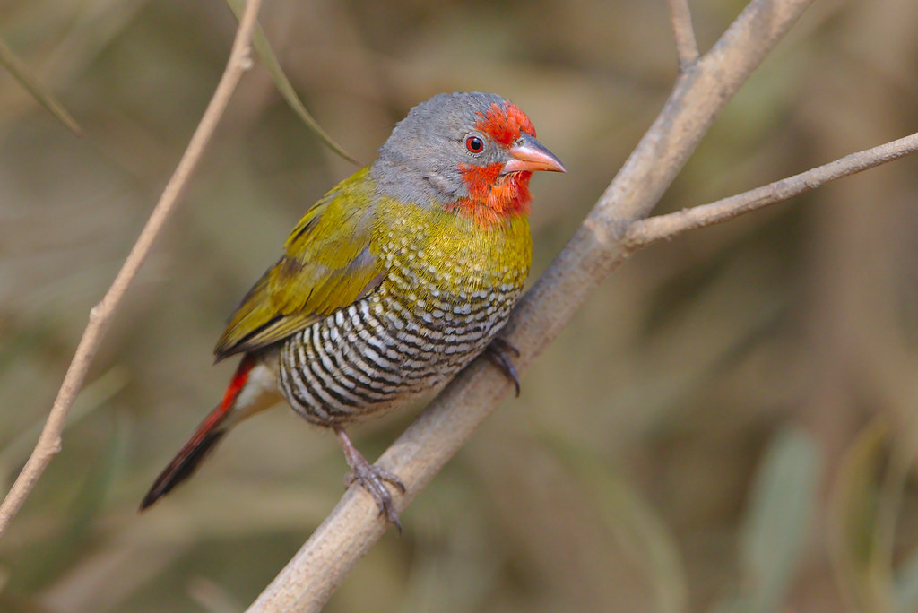 Insider's Guide:​ Prime⁣ Locations and Best Time to Spot ‍the ‍Greenwinged Pytilia Splendid ‌Plumage⁤ in Masai Mara