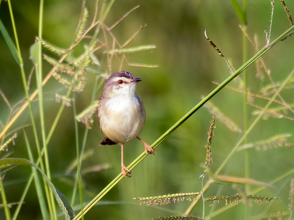 3.‍ Captivating‌ Behaviors and Unique Features of the ​Tawnyflanked ‌Prinia: A Must-See for Wildlife Enthusiasts