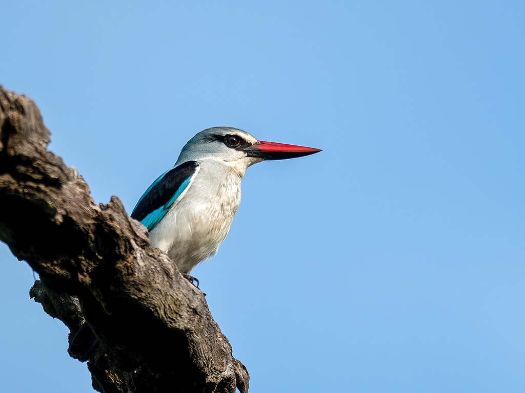 - Discover‍ the Charismatic Woodland Kingfisher: Behaviors and Adaptations