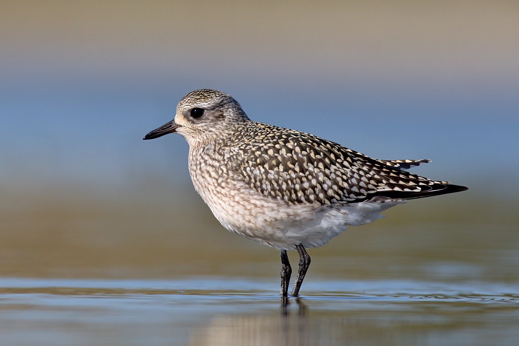 The Adventurous Journey ⁢of⁢ Grey Plovers in Masai Mara National Park