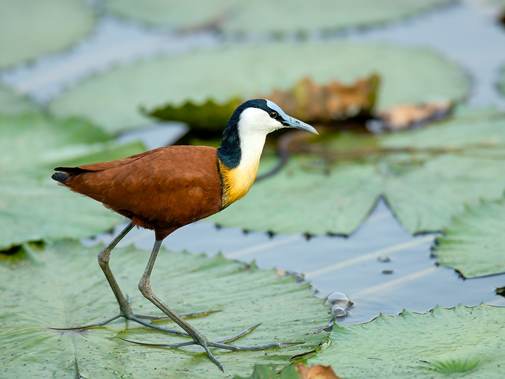 The ​Best Time to‌ Spot the African Jacana⁢ in Masai Mara