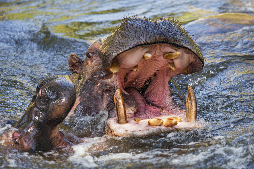 Exploring Hippos and Other Wildlife​ Along the Spectacular Mara‍ River