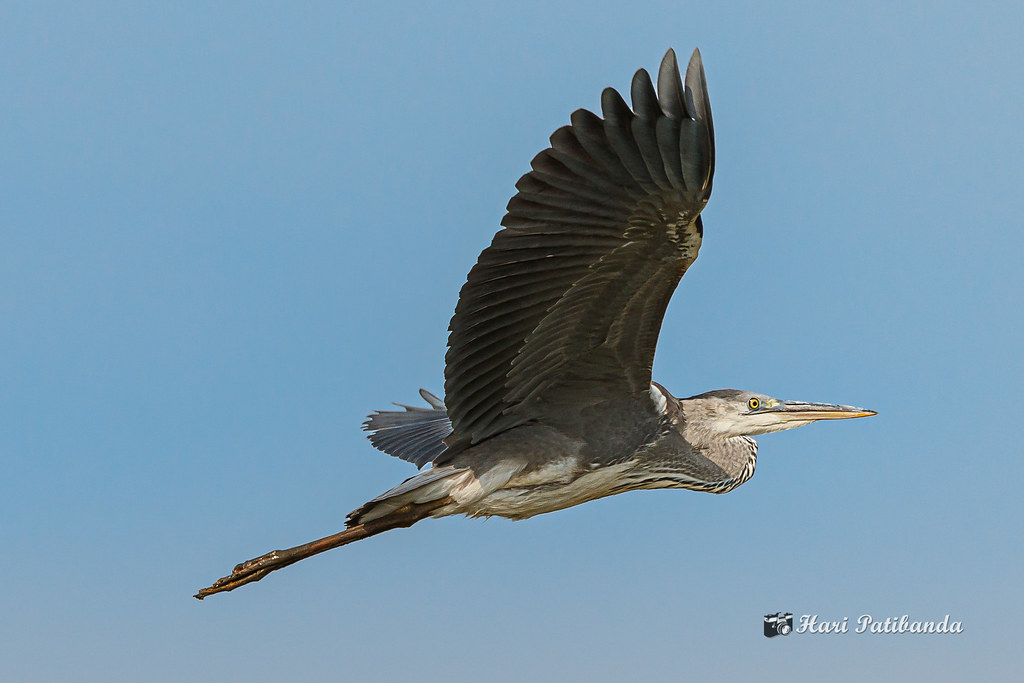 -​ Awaken Your Senses with the Majestic Grey Heron in Masai Mara