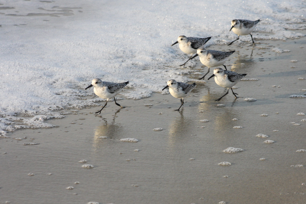 The Best Time‍ to Observe Sanderlings in Action⁢ on Masai Mara's ⁣Shores