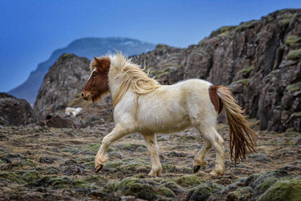 3. Horse Selection Criteria for Maasai Mara Safaris: Choosing the Perfect Companion