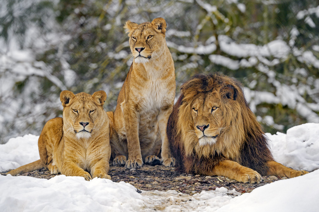 6.⁤ Capturing Maasai Mara's Majestic Big Cats: Tips for Photographing​ Lions and Leopards Up Close