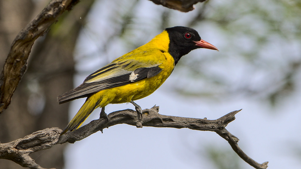 - Responsible ⁤Tourism: Recommended Practices for Enjoying and Preserving Masai Mara's African ⁣Blackheaded Oriole⁤ Population