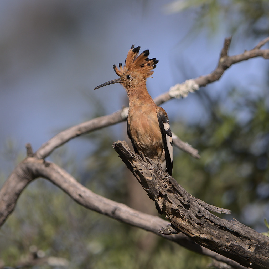 Exploring the Unique ⁤Characteristics of the African Hoopoe in⁤ Masai Mara