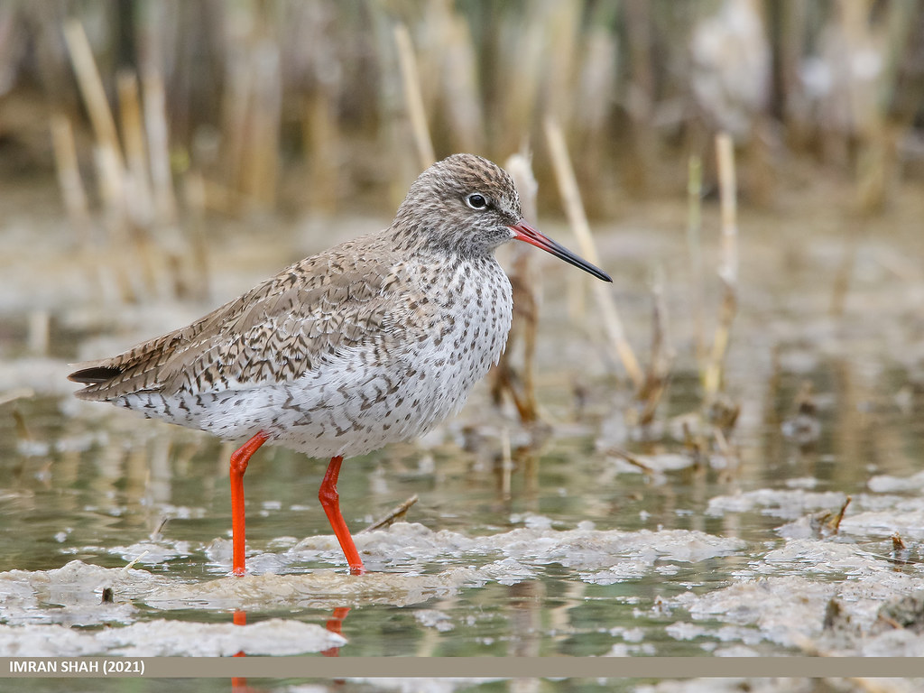 Unveiling the Common Redshank: An Exquisite​ Shorebird in Masai ⁣Mara