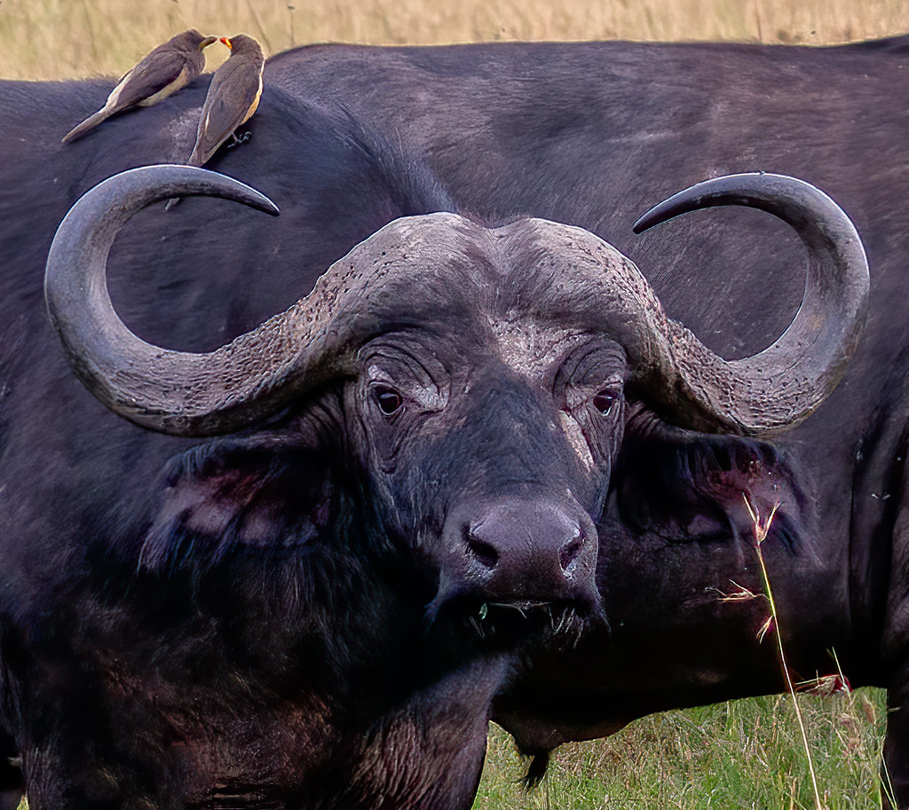 Observing the Riverine Behavior⁣ of Buffaloes in ​Maasai⁢ Mara