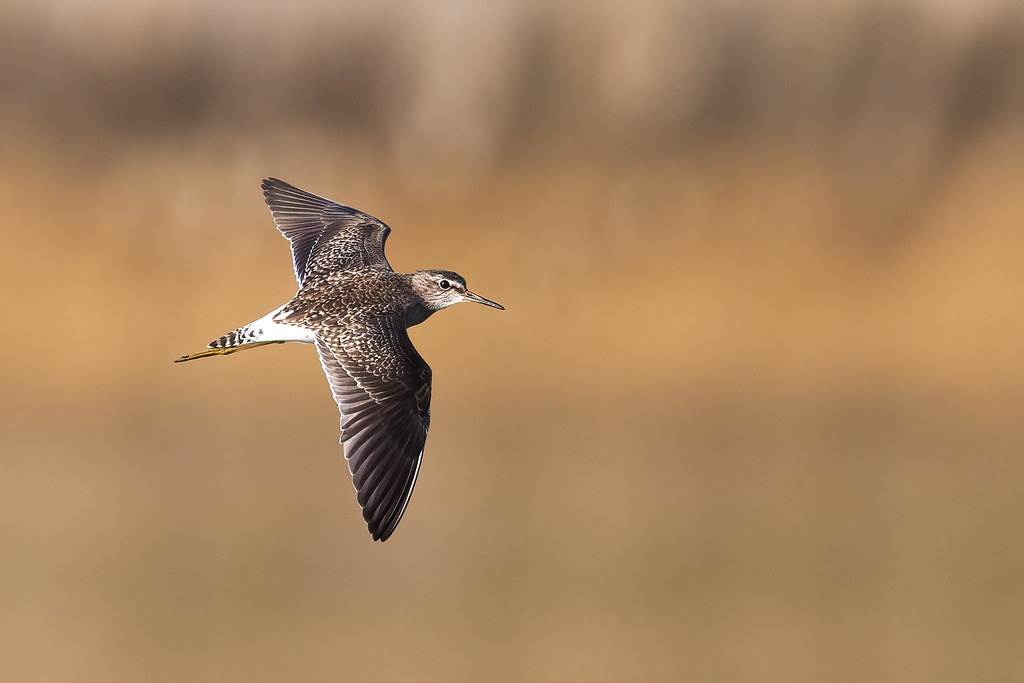 Witnessing the Wood Sandpiper's Majestic Dance ​at ‌Masai ⁢Mara