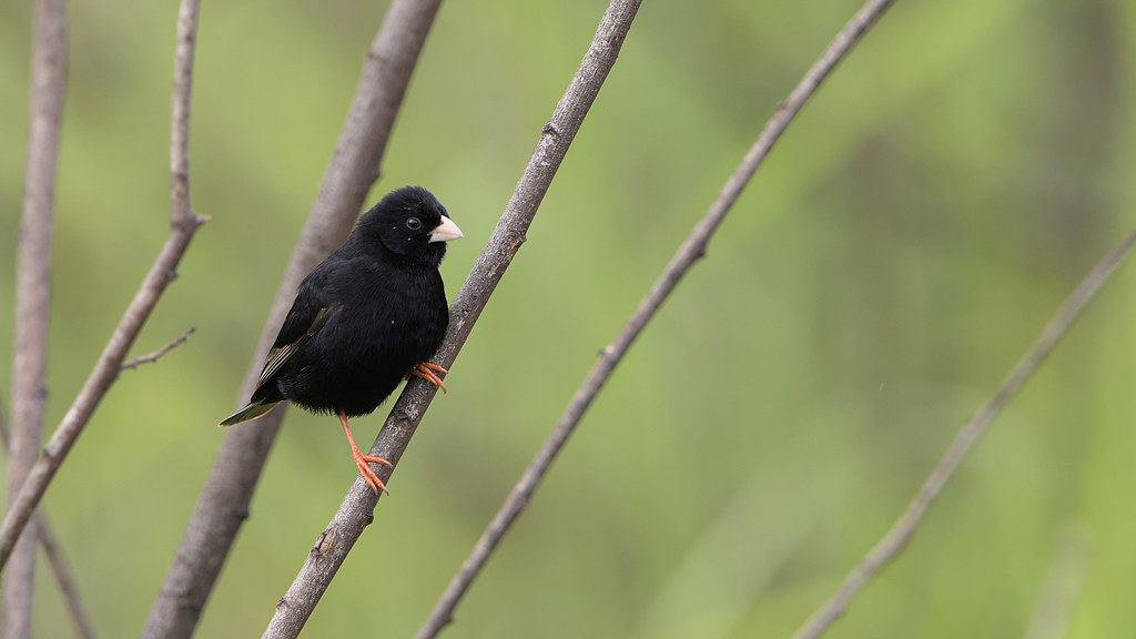 Ecological Significance of the Village Indigobirds in the ⁣Ecosystem of ⁢Masai Mara