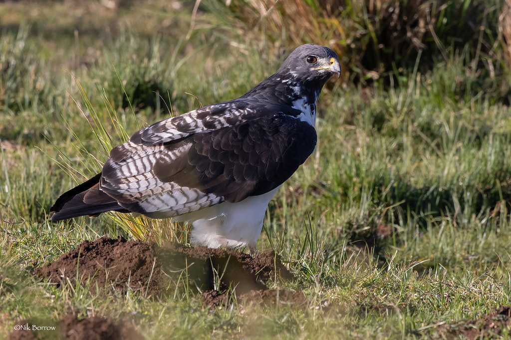 Habitat‌ and Behavior of the Augur​ Buzzard