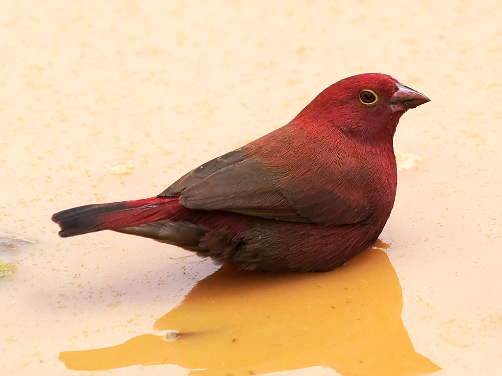 - Observing Redbilled Firefinch Behavior in Masai Mara: Insightful Discoveries