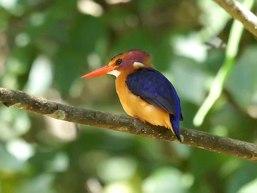 Expert⁣ Tips⁤ for an Unforgettable ⁣Pygmy Kingfisher Encounter