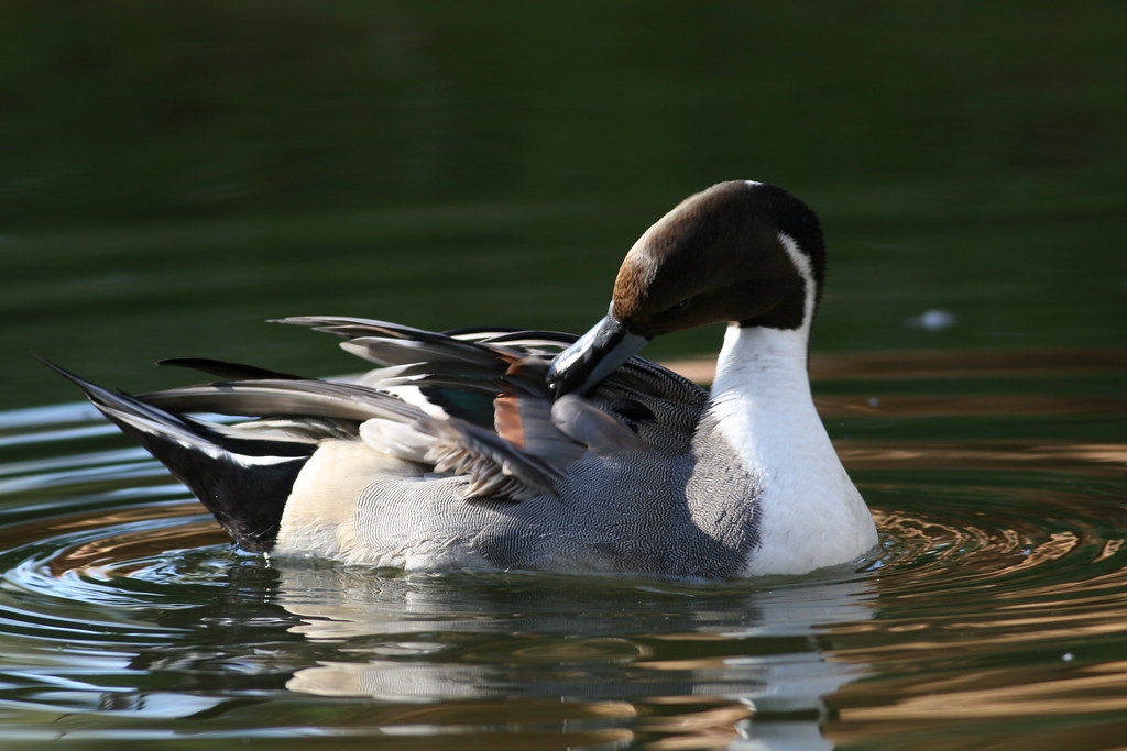 Northern‍ Pintail: The Elegant Avian Resident ​of Masai ‌Mara