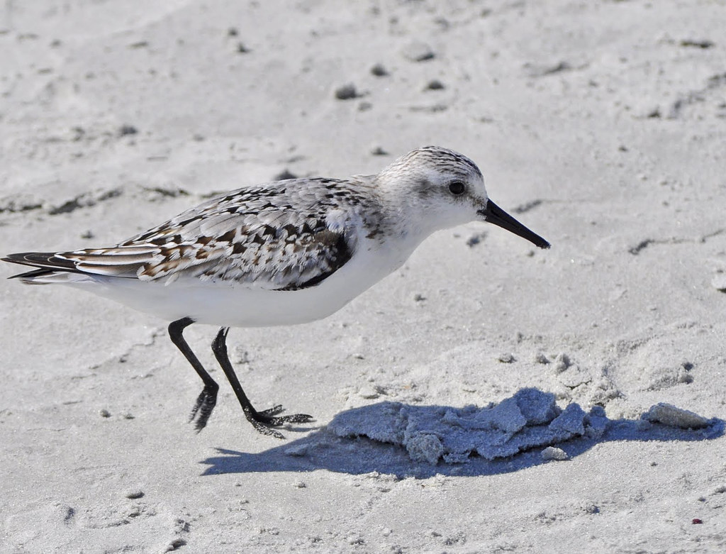 The Sanderling Beachcomber: A Fascinating Species ​Found on Masai Mara's Shores