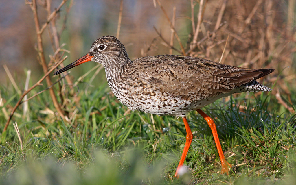 Discover the⁢ Habits and Behaviors of the Common​ Redshank in Masai Mara