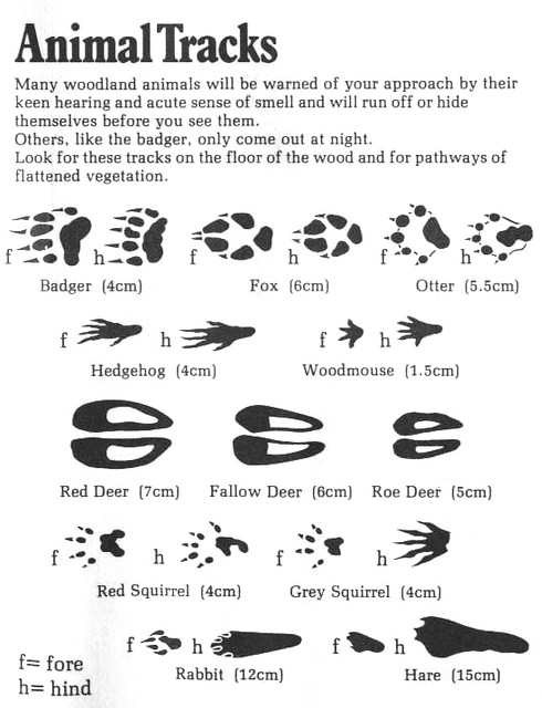 1. Sharpening the‍ Senses: The⁣ Art of Animal Tracking⁣ in Maasai Mara