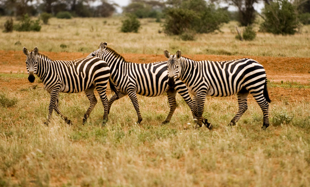 Ensuring a Sustainable Safari Experience: How Height Restrictions Benefit Wildlife and Ecosystem Preservation