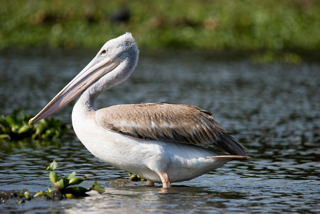 3. The Enchanting Behavior of Pinkbacked Pelicans: A Close Look⁢ at Their Nesting Rituals in Masai Mara