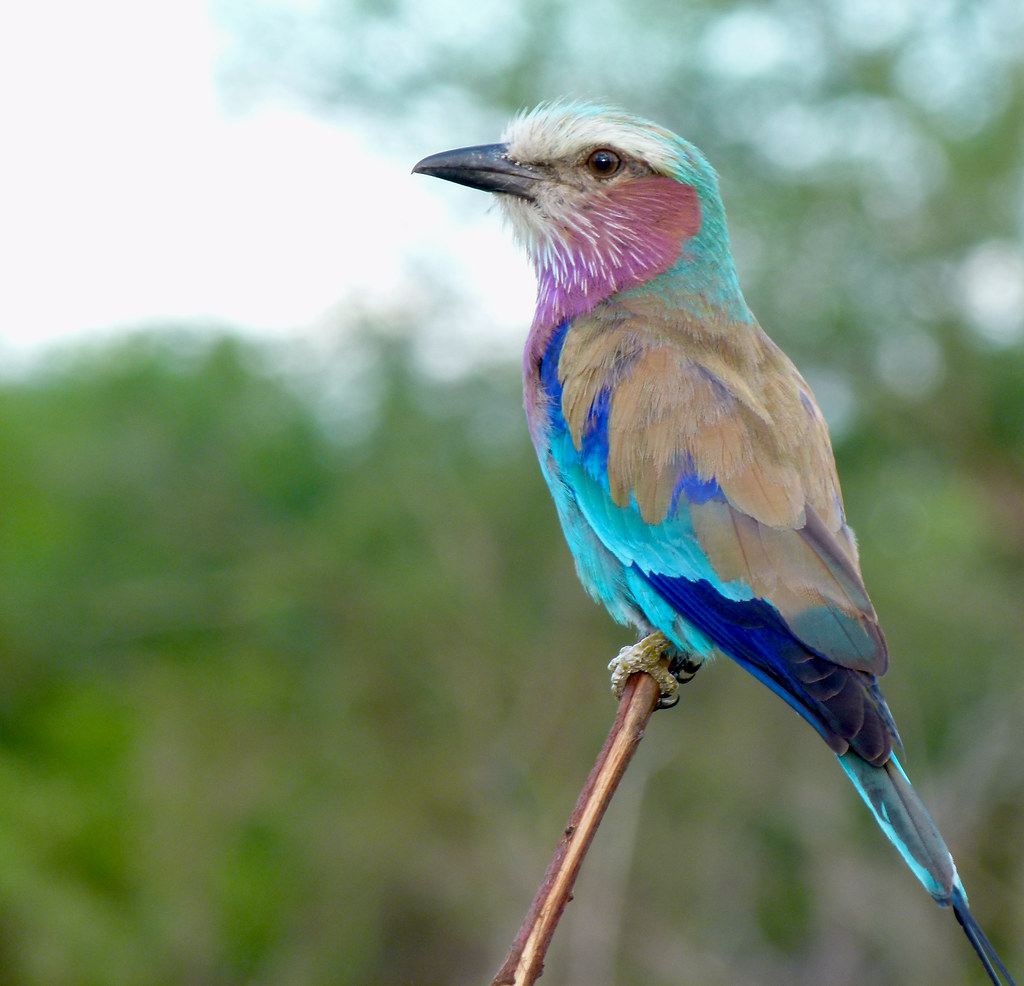 A Closer Look: Unique Features and Striking Colors of Lilac-breasted Roller