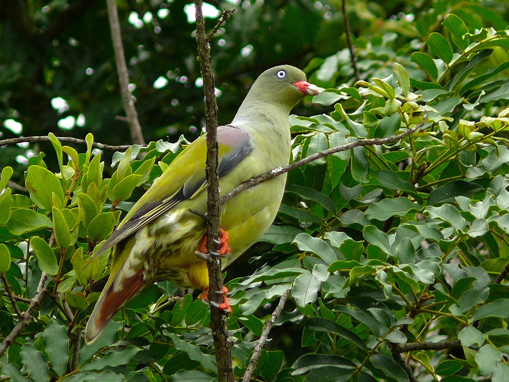 Emerald​ Majesty:‌ The African Green Pigeon​ in Masai Mara National ‌Park