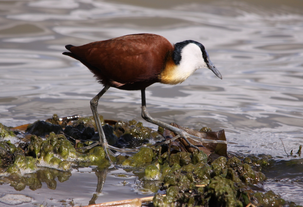 A​ Rare Beauty: The African‍ Jacana's ‍Stunning‌ Presence ‍in ⁤the Masai Mara National Park