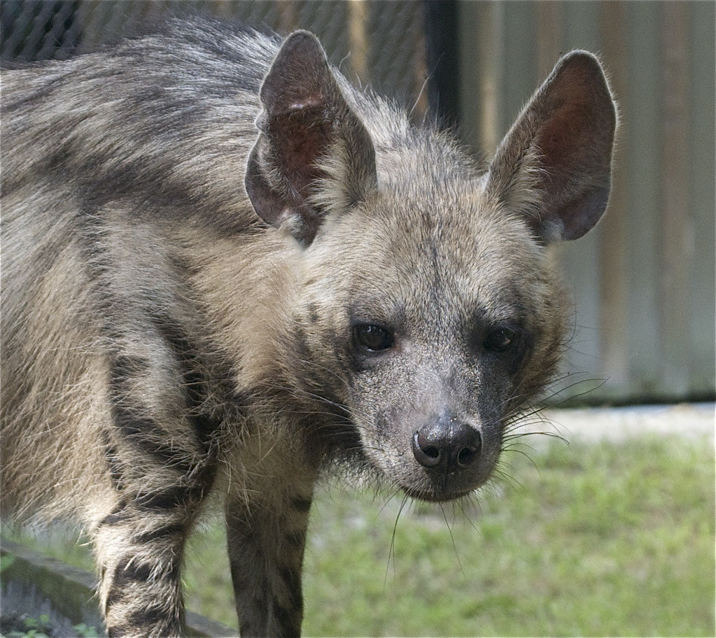 3.⁢ The ‍Great⁢ Migration: Unleashing ‌the Hyenas' Feast on the‍ Riverbanks