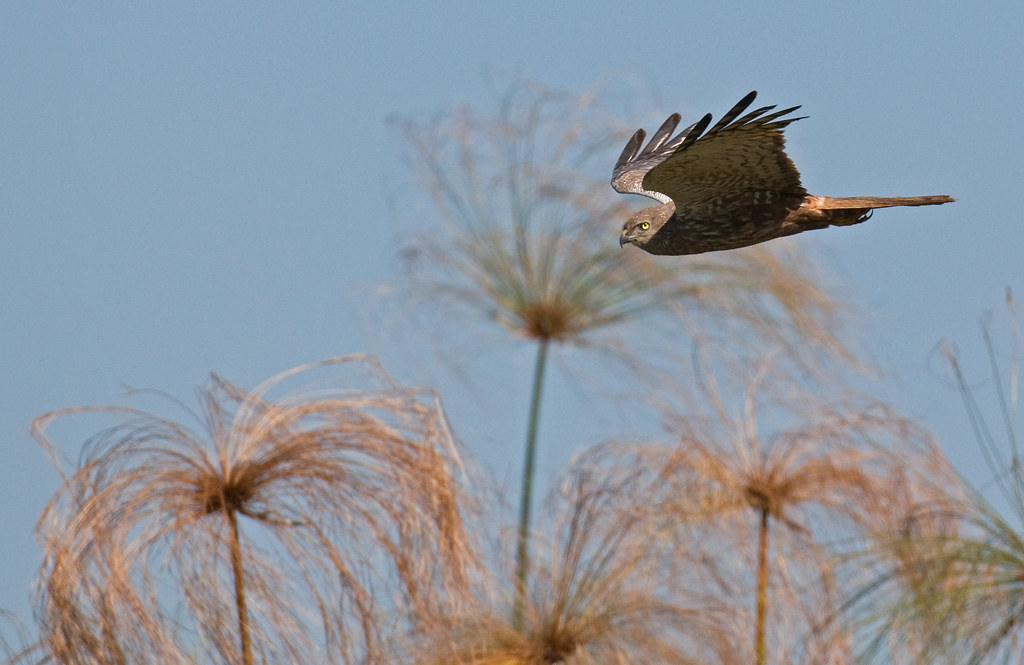 - The Importance of Wetlands in Masai Mara National Park for‌ the Survival of ​the African Marsh Harrier