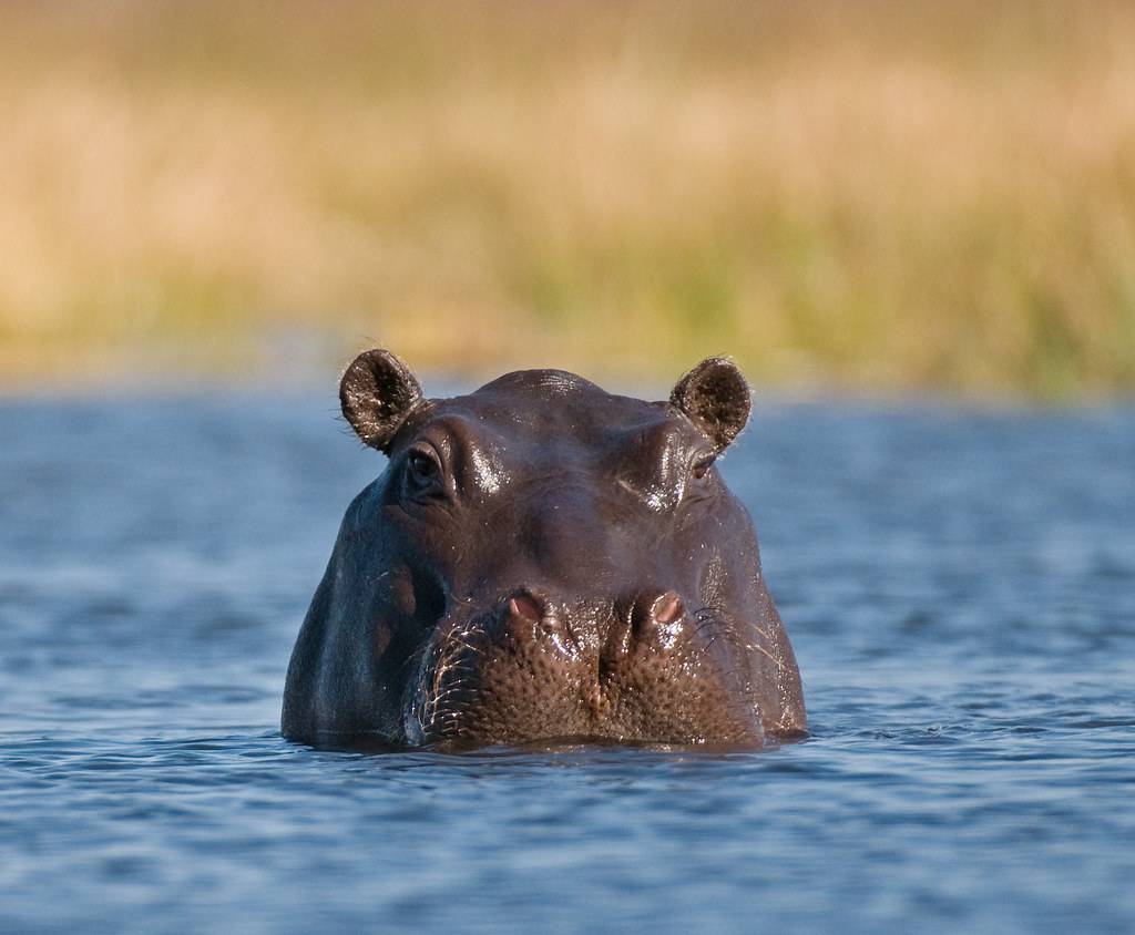 Understanding the Habitat and Behaviour of Hippos in Maasai Mara