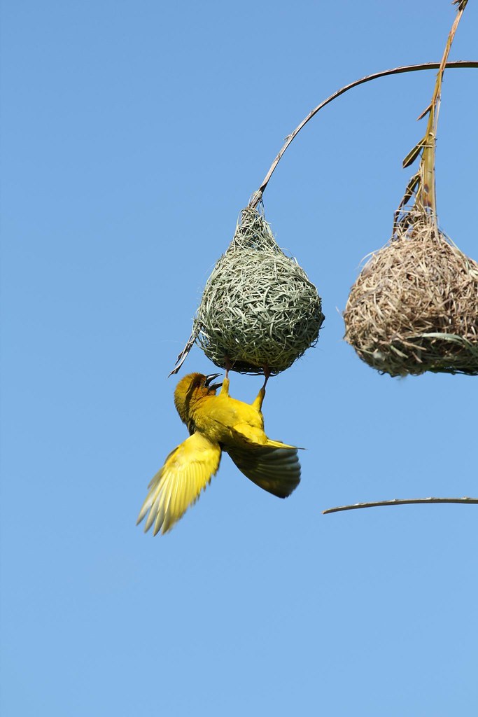 A Delicate Balancing Act: ⁣Understanding the Weaver Bird's Relationship with its ⁢Host