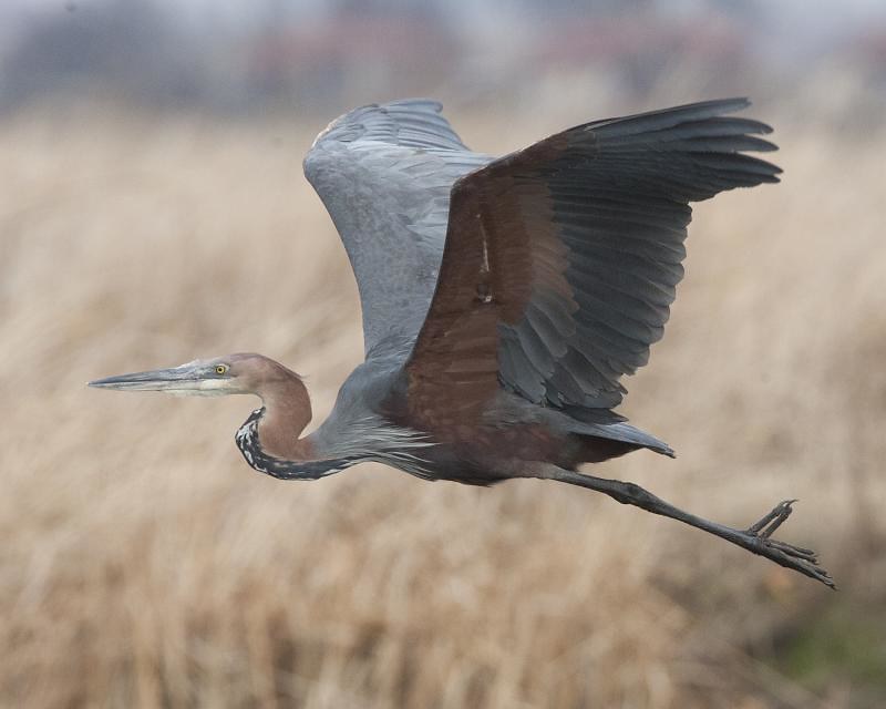 4. Nature's Spectacle: Observing the Goliath Heron's Feeding‍ Habits and Hunting​ Techniques