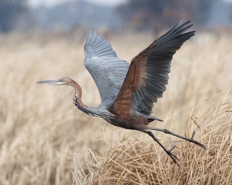 2. Habitat and Behavior: Understanding the Unique⁣ Characteristics of the Goliath Heron