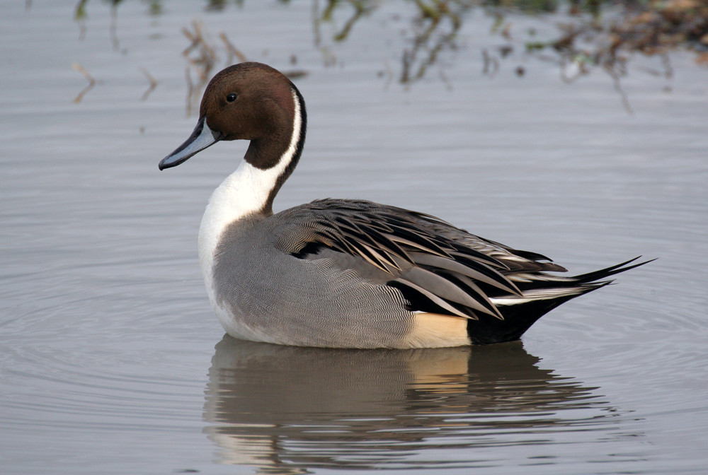 The Preferred Habits and‍ Natural Habitat ⁤of the Northern Pintail in Masai Mara