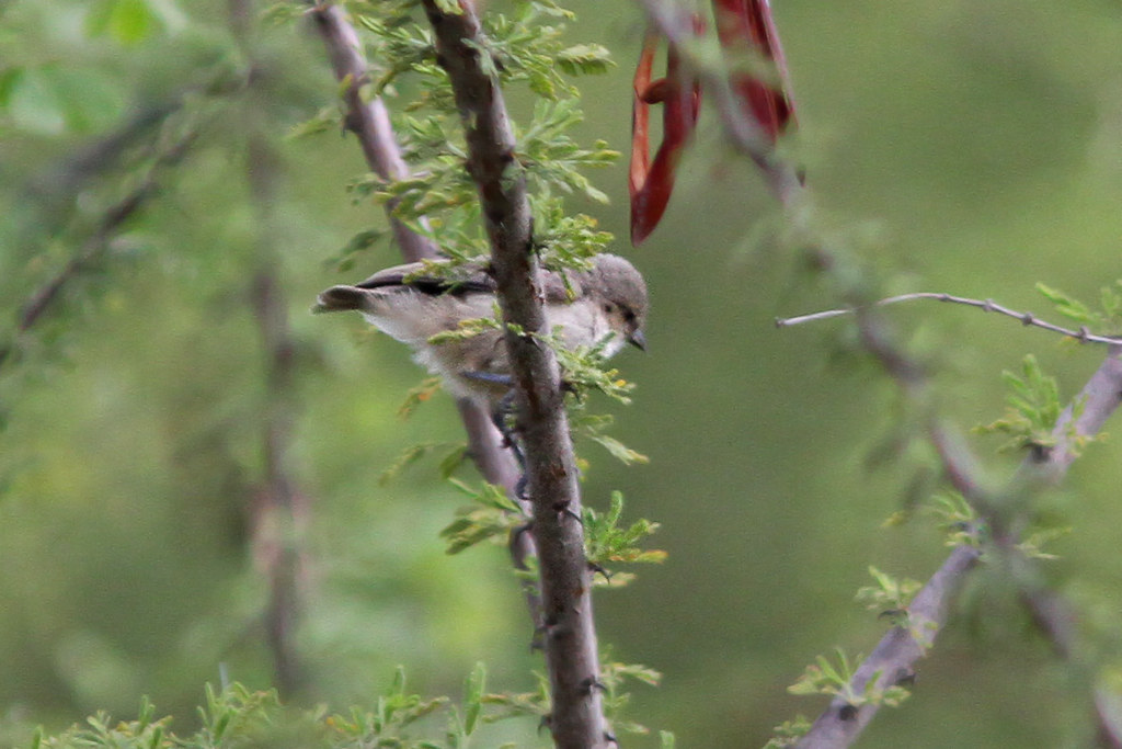 3. Mesmerizing⁤ Plumage: Understanding the ⁣Unique Colors of the Mousecolored Penduline Tit