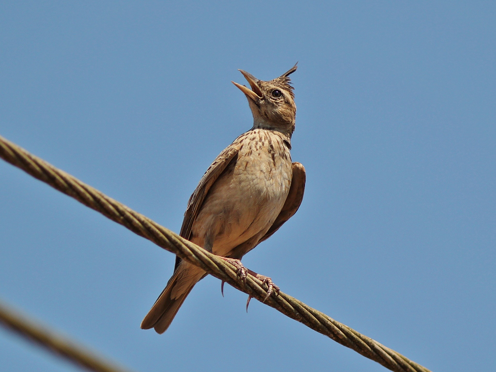 3.⁤ Unique Physical Features: Unraveling‌ the⁢ Fascinating Characteristics ⁢of the Whitetailed Lark