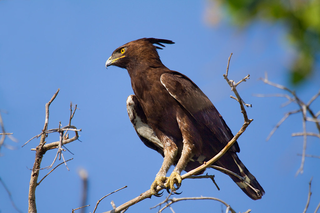 4. Threats Facing​ Longcrested Eagles in⁤ Masai Mara: Conservation Strategies and Recommendations