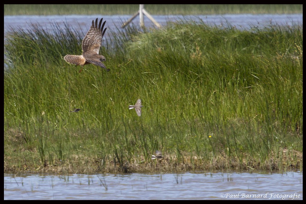 -⁤ Exploring the Fascinating Life of the African Marsh Harrier in Masai‌ Mara