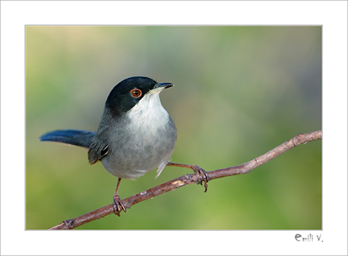 Exploring the Unique Features and Behavior of the Greycapped Warbler