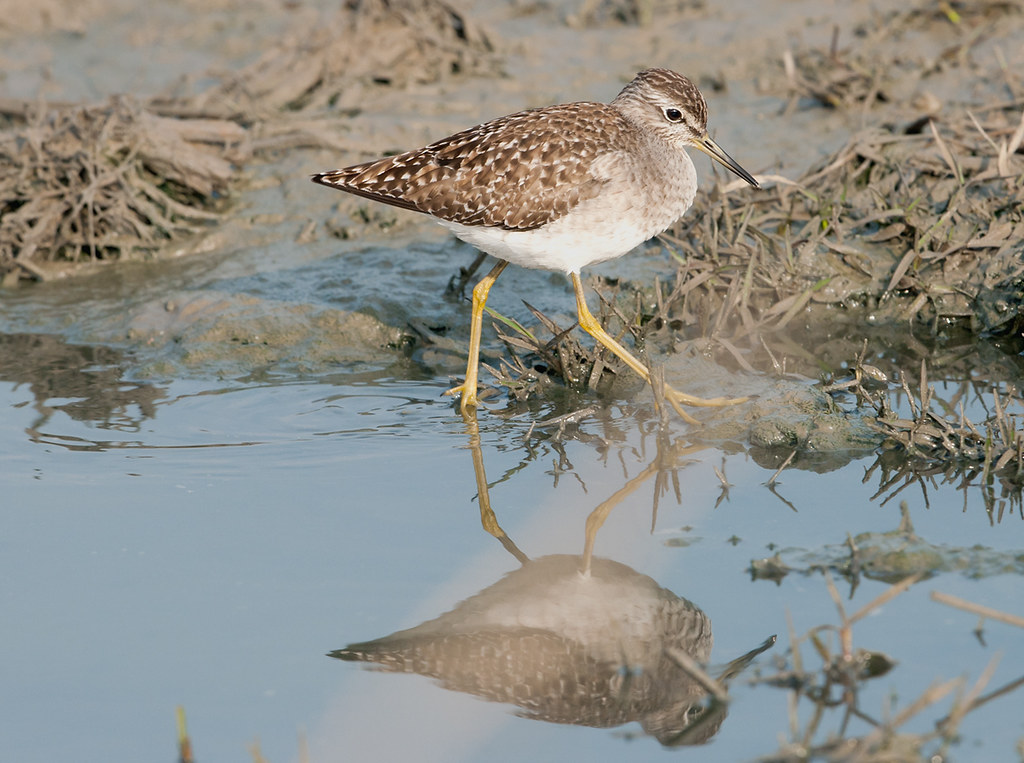 Discover the Wood‌ Sandpiper: An Intricate Beauty⁤ Amidst the‍ Masai Mara