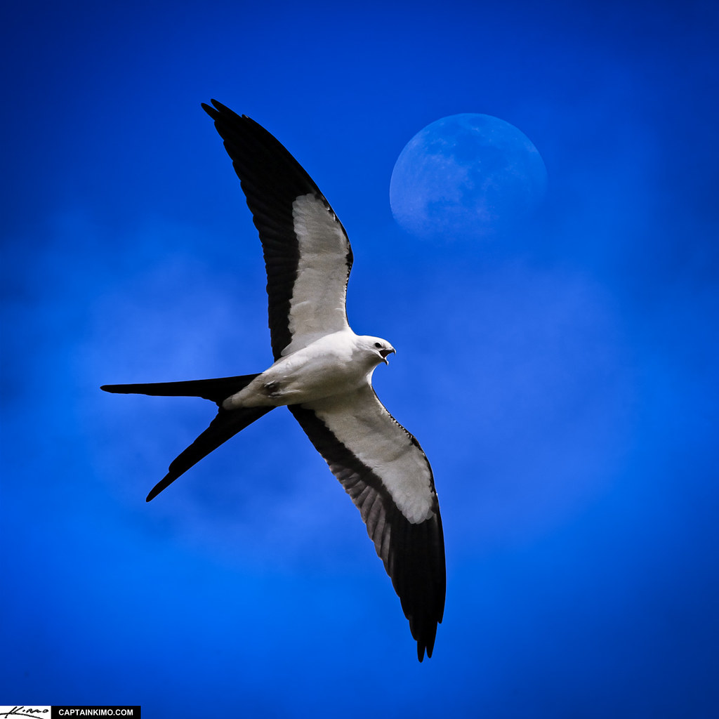 Witnessing the Awe-inspiring Aerial Acrobatics of Swallowtailed Kites in Masai Mara