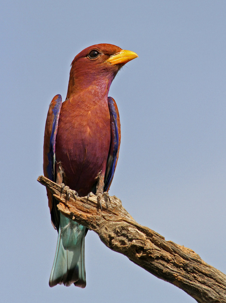 Exploring the ⁢Broadbilled Roller's ⁣Habitat and Niche in Masai Mara‌ National Park