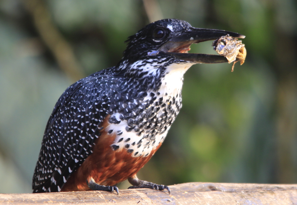 A Spectacle to Behold: Giant Kingfisher's Fishing Techniques in Masai ⁣Mara