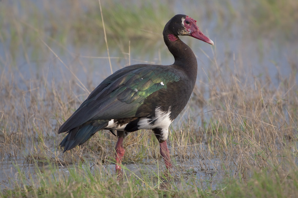 Unveiling the Habitat and Behaviors of the Spurwinged Goose in Masai ⁢Mara⁢ National Park