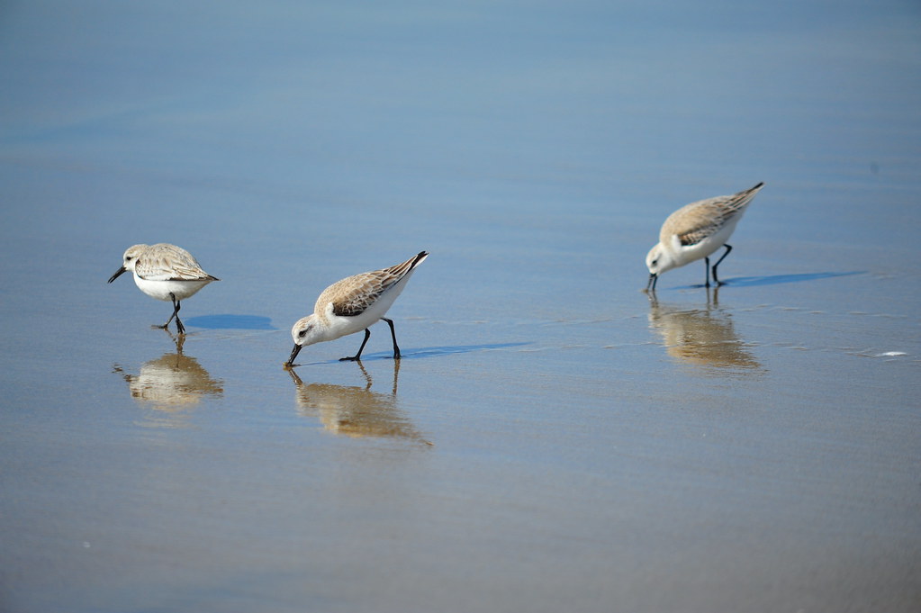 Exploring the Role of Sanderlings in Masai Mara's ‌Coastal Ecosystem