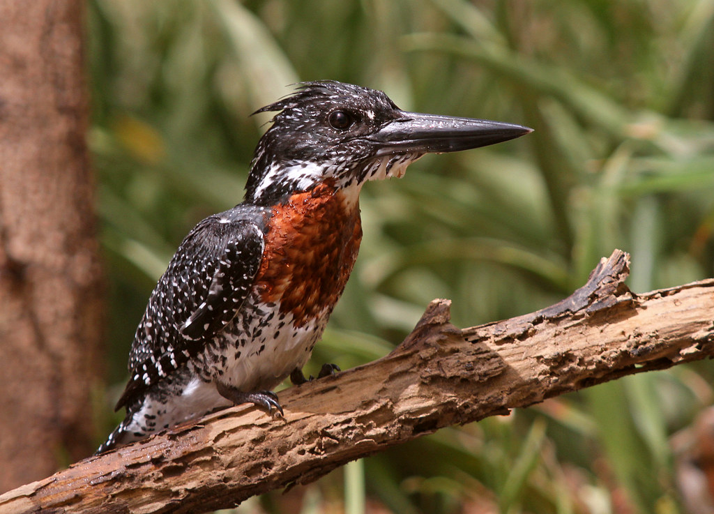 How to Spot and Photograph the Majestic Giant Kingfisher in Masai Mara