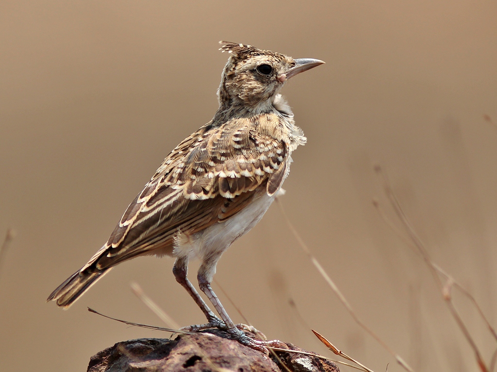 2. Exploring‍ the Habitat and Behavior of the Whitetailed Lark in Masai ​Mara