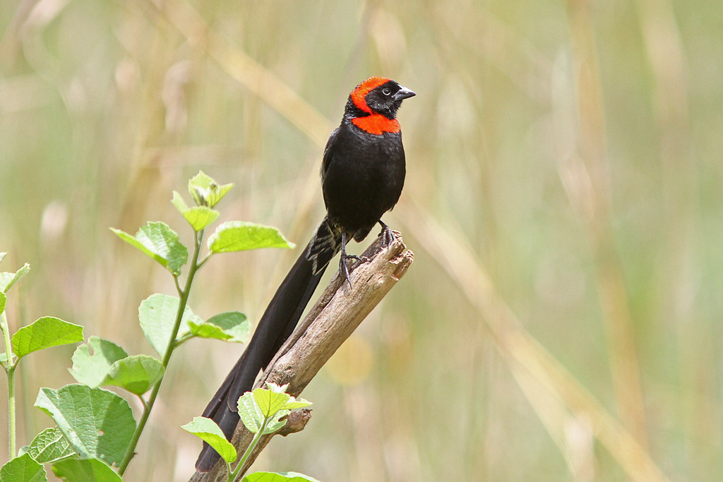 4. Unveiling the Secrets ⁣of the Red-collared Widowbird's Color Evolution: Adaptation and Natural Selection in Masai Mara